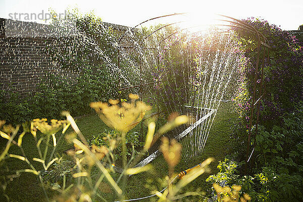 Sprinkler Bewässerung Pflanzen wachsen in sonnigen idyllischen Sommergarten