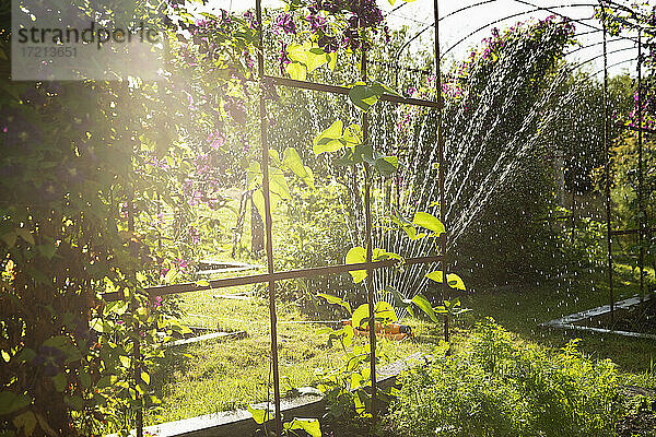 Sprinkler Bewässerung Pflanzen in sonnigen üppigen idyllischen Sommergarten