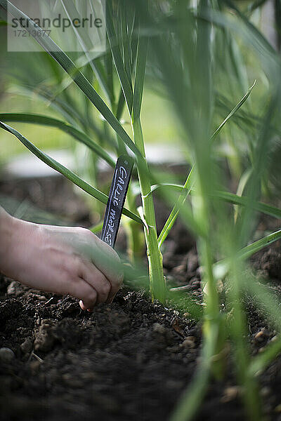 Frau platziert Etikett in Schmutz an Knoblauchpflanze wächst im Garten