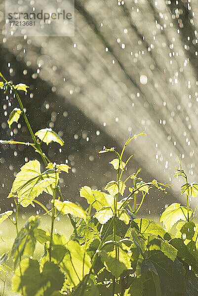 Sprinkler Bewässerung üppigen grünen Pflanzen in sonnigen Sommergarten