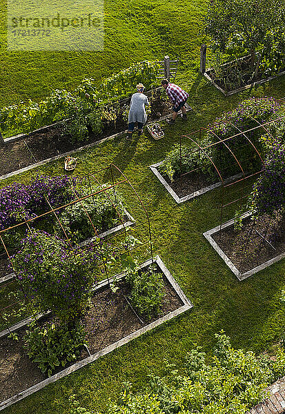 Ehepaar erntet Gemüse im üppigen Garten mit Hochbeeten