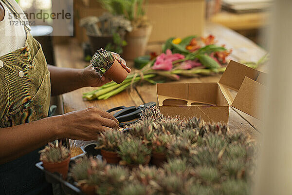 Weiblicher Florist mit winzigen sukkulenten Pflanzen im Blumenladen