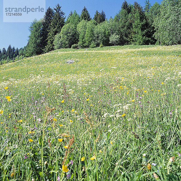 Pflanze  Blume  Wiesenblume  Bergblume|Plant  flower Wildflowers meadows
