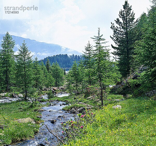 Suedtirol; Provinz Bozen; Landschaft; Burggrafenamt; Meran Lana  Ultental  Ulten St. Gertraud  Weissbrunn  Landschaft  Laerchen  Bergbach  Alpenrosen| South Tyrol; Alto Adige; landscape; Burgraviato;Merano  Lana  Val d'Ultimo  Ultimo San Geltrude  Fontana bianca  larch  mountain stream  rhododendrons