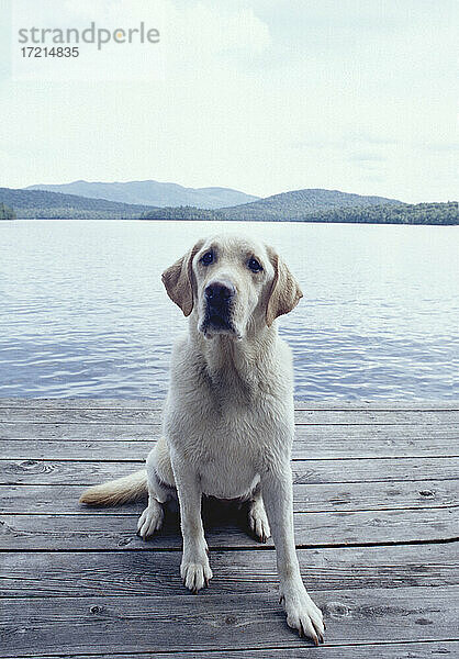 Vereinigte Staaten  New York  Lake Placid  Nasser gelber Labrador Retriever sitzt auf Holzsteg am See
