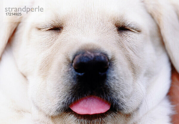 Nahaufnahme eines schlafenden Labrador Retriever Welpen