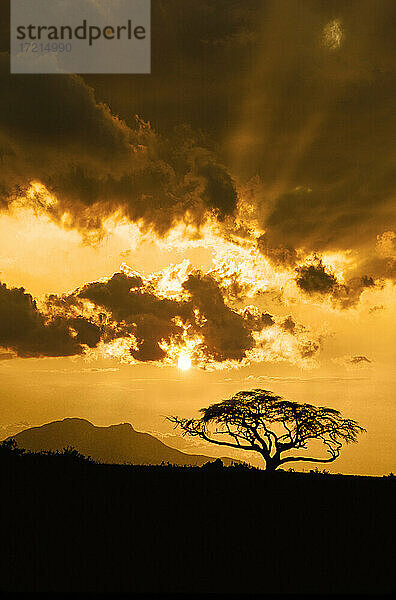 Afrika  Kenia  Silhouette von Akazienbaum gegen Himmel bei Sonnenuntergang