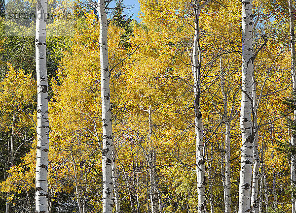 Vereinigte Staaten  Idaho  Aspen Baum mit gelben Blättern im Herbst