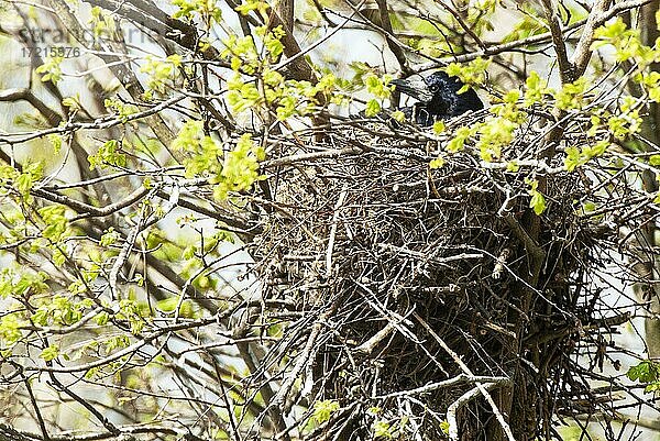 Saatkrähe (Corvus frugilegus) brütend auf dem Nest  Nordrhein-Westfalen  Deutschland  Europa