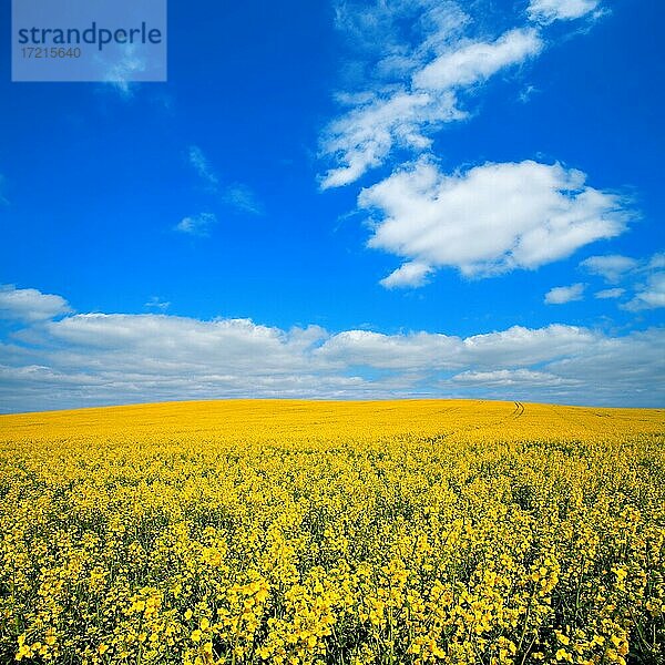 Blühendes Rapsfeld unter blauem Himmel mit weißen Wolken  Saalekreis  Sachsen-Anhalt  Deutschland  Europa