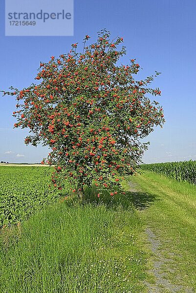 Vogelbeere (Sorbus aucuparia)  Baum am Feldweg  Zweige mit Früchten  blauer Himmel  Nordrhein-Westfalen  Deutschland  Europa