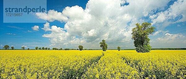 Blühendes Rapsfeld mit großen alten Linden  blauer Himmel mit Cumuluswolken  Kulturlandschaft im Frühling  Burgenlandkreis  Sachsen-Anhalt  Deutschland  Europa
