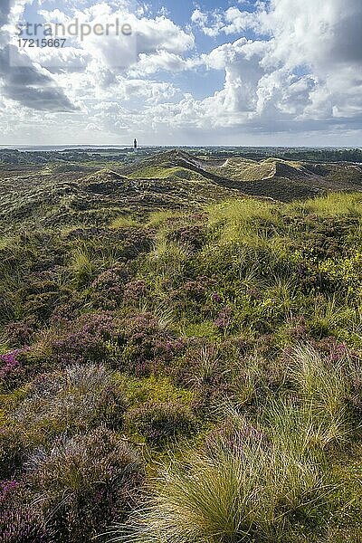 Heidelandschaft  Ausblick von der Uwe-Düne  Leuchtturm Langer Christian  Dünen und Strand  Kampen  Sylt  Nordfriesische Insel  Nordsee  Nordfriesland  Schleswig-Holstein  Deutschland  Europa