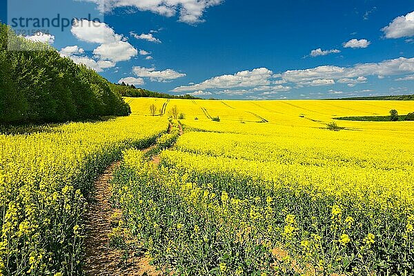 Blühendes Rapsfeld unter blauem Himmel mit Cumuluswolken  Fahrspur führt ins Bild  bei Freyburg  Burgenlandkreis  Sachsen-Anhalt  Deutschland  Europa