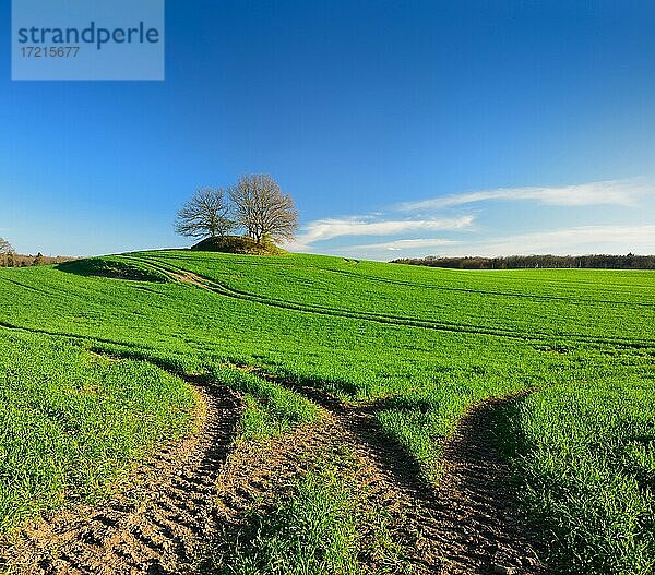 Grünes Getreidefeld im Frühling mit Fahrspur  blauer Himmel  am Horizont ein prähistorisches Hügelgrab  bei Krakow am See  Mecklenburg-Vorpommern  Deutschland  Europa