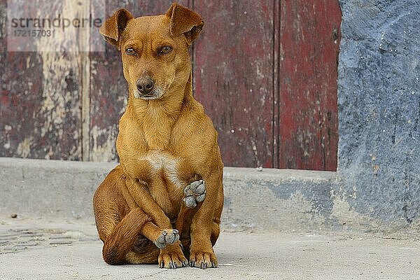 Kleiner weiblicher Hund  Mischling  sitzt in Jogastellung  Quinua  Provinz Huamanga  Peru  Südamerika