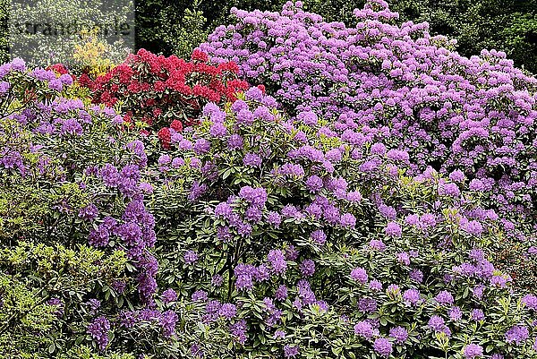 Rhododendronpark Bad Sassendorf  Rhododendren und Azaleen zur Blütezeit  Nordrhein-Westfalen  Deutschland  Europa