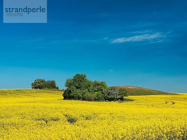 Hügellandschaft mit blühendem Rapsfeld und Feldgehölzen unter blauem Himmel  Uckermark  Brandenburg  Deutschland  Europa