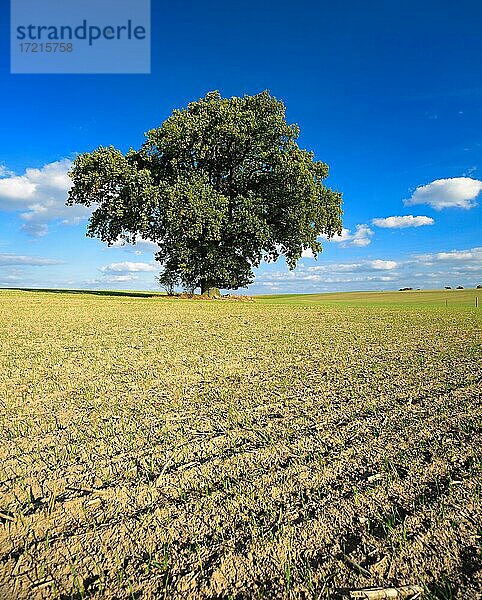 Große solitäre Eiche im Herbst  Acker mit Wintersaat  Mecklenburg-Vorpommern  Deutschland  Europa