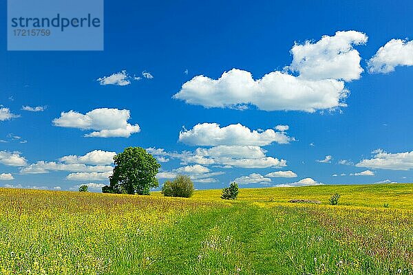 Wildblumenwiese mit solitärer Eiche im Frühling  blauer Himmel mit weißen Wolken  bei Hermsdorf  Thüringen  Deutschland  Europa