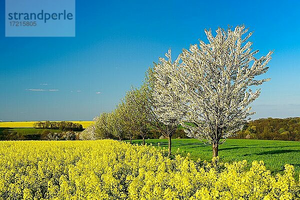 Kulturlandschaft im Frühling  blühendes Rapsfeld und grünes Getreidefeld  Feldweg gesäumt von blühenden Kirschbäumen  blauer Himmel  Abendlicht  bei Naumburg  Burgenlandkreis  Sachsen-Anhalt  Deutschland  Europa