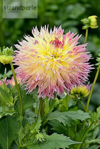 Hirschgeweihdahlie (Dahlia)  Sorte Hapet Perfekt  lachsfarbene Blüten  Nordrhein-Westfalen  Deutschland  Europa