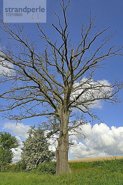 Eiche (Quercus)  abgestorbener Baum am Feldrand  blauer Wolkenhimmel  Nordrhein-Westfalen  Deutschland  Europa
