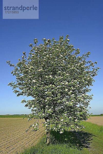 Vogelbeere (Sorbus aucuparia)  Baum in Blüte  blauer Himmel  Nordrhein-Westfalen  Deutschland  Europa