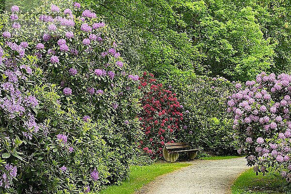 Rhododendronpark Bad Sassendorf  Spazierweg zwischen den Rhododendren zur Blütezeit  Nordrhein-Westfalen  Deutschland  Europa