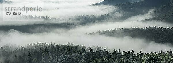 Panorama  Ausblick auf nebligen Wald  Bäume ragen aus dem Nebel  Nationalpark Sächsische Schweiz  Elbsandsteingebirge  Sachsen  Deutschland  Europa