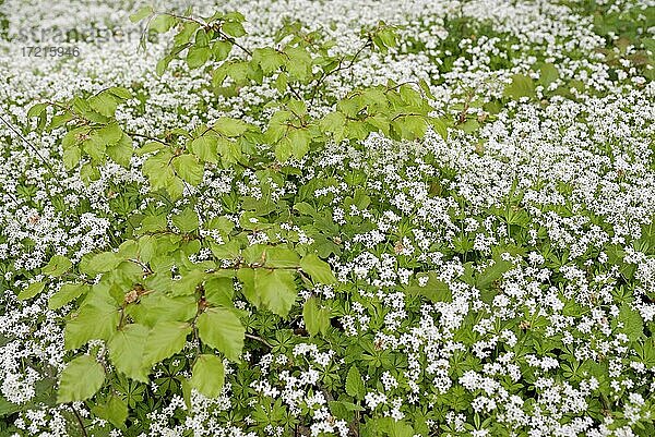 Waldmeister (Galium odoratum) in Blüte  Blütenteppich  Nordrhein-Westfalen  Deutschland  Europa