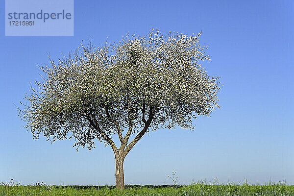 Apfelbaum (Malus) zur Blütezeit  blauer Himmel  Nordrhein-Westfalen  Deutschland  Europa