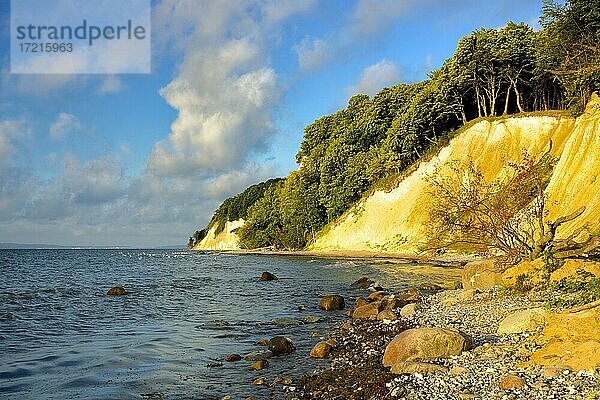 Kreidefelsen an der Ostsee im Morgenlicht  Nationalpark Jasmund  Insel Rügen  Mecklenburg-Vorpommern  Deutschland  Europa