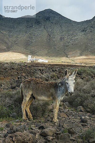 Esel vor der Villa Winter in den felsigen Klippen von Cofete  Fuerteventura  Kanarische Inseln  Spanien  Europa