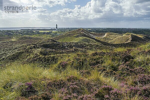 Heidelandschaft  Ausblick von der Uwe-Düne  Leuchtturm Langer Christian  Dünen und Strand  Kampen  Sylt  Nordfriesische Insel  Nordsee  Nordfriesland  Schleswig-Holstein  Deutschland  Europa