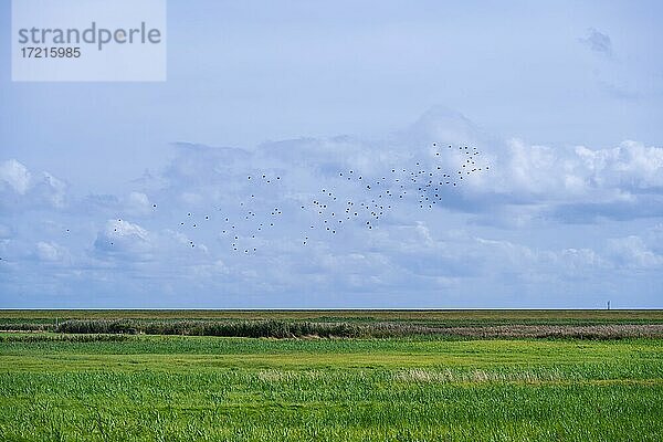 Vogelschwarm fliegt über Wiesen im Küstengebiet  Morsum  Sylt  Nordfriesische Insel  Nordsee  Nordfriesland  Schleswig-Holstein  Deutschland  Europa