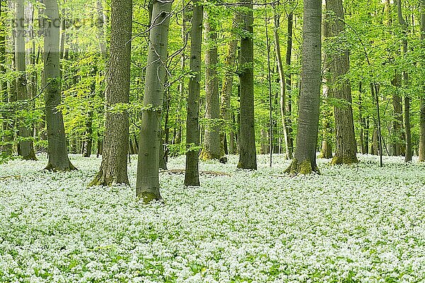 Blühender Bärlauch (Allium ursinum) im Laubwald  Nationalpark Hainich  Thüringen  Deutschland  Europa