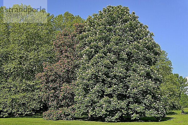 Rosskastanien (Aesculus)  zwei imposante Bäume mit rotem und weißem Blütenstand  Nordrhein-Westfalen  Deutschland  Europa