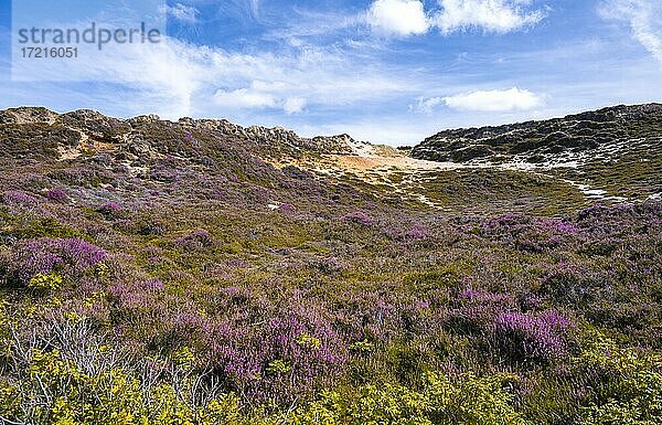 Dünen und Heidelandschaft  Morsum-Kliff  Sylt  Nordfriesische Insel  Nordsee  Nordfriesland  Schleswig-Holstein  Deutschland  Europa