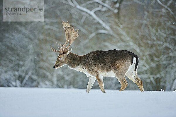 Damhirsch (Dama dama) auf einer verschneiten Wiese  Bayern  Deutschland  Europa