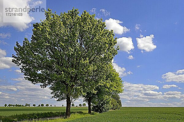 Laubbäume am grünen Getreidefeld  blauer Himmel mit Quellwolken (Cumulus)  Nordrhein-Westfalen  Deutschland  Europa