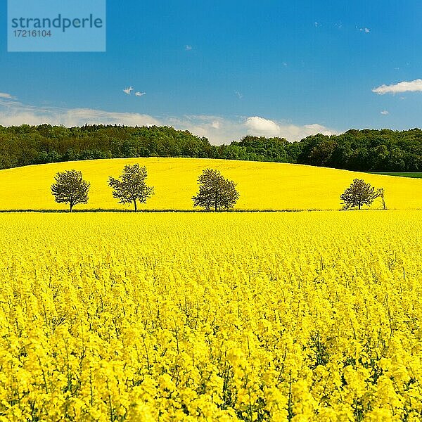 Blühendes Rapsfeld unter blauem Himmel  bei Freyburg  Burgenlandkreis  Sachsen-Anhalt  Deutschland  Europa