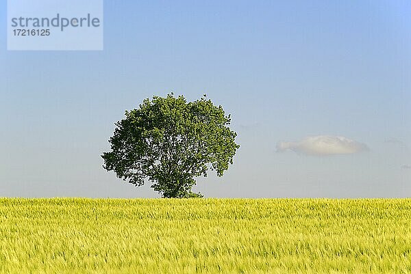 Laubbaum  Solitärbaum im grünen Getreidefeld  Nordrhein-Westfalen  Deutschland  Europa