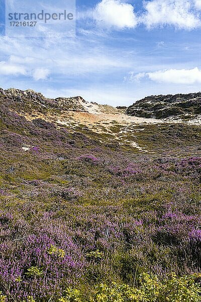 Dünen und Heidelandschaft  Morsum-Kliff  Sylt  Nordfriesische Insel  Nordsee  Nordfriesland  Schleswig-Holstein  Deutschland  Europa