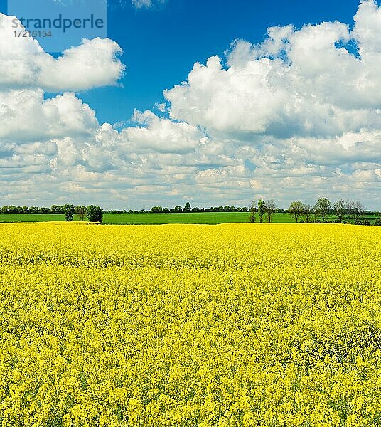 Kulturlandschaft  Blühendes Rapsfeld unter blauem Himmel mit weißen Wolken  Saalekreis  Sachsen-Anhalt  Deutschland  Europa