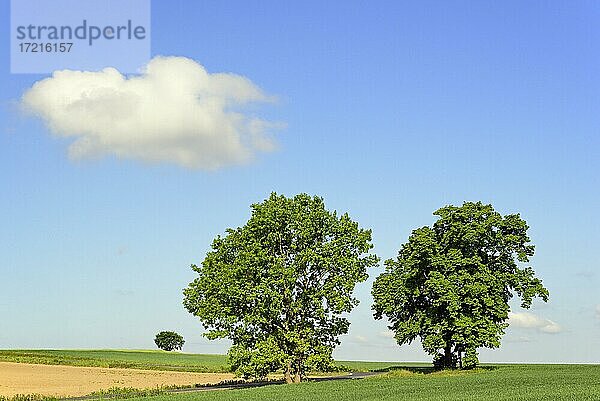 Laubbäume an einer Landstraße  Linden (Tilia) mit Wegkreuz  blauer Himmel mit Wolke  Nordrhein-Westfalen  Deutschland  Europa
