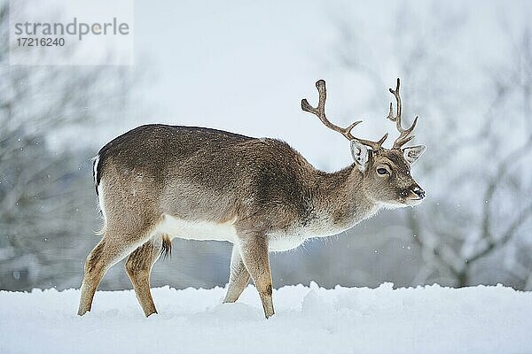 Damhirsch (Dama dama) auf einer verschneiten Wiese  Bayern  Deutschland  Europa