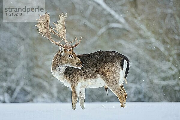 Damhirsch (Dama dama) auf einer verschneiten Wiese  Bayern  Deutschland  Europa