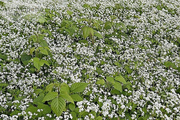 Waldmeister (Galium odoratum) in Blüte  Blütenteppich  Nordrhein-Westfalen  Deutschland  Europa