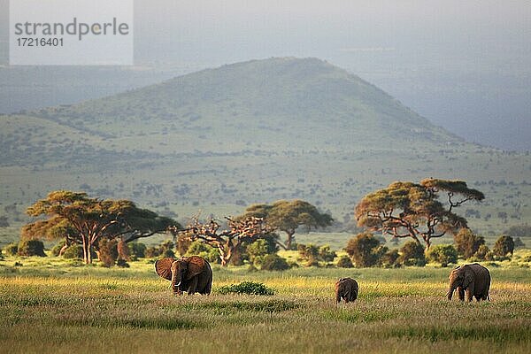 Afrikanischer Elefant (Loxodonta africana)  Gruppe  Savanne  Nebel  Bäume  Amboseli Nationalpark  Kenia  Afrika